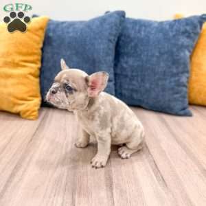 Oreo, French Bulldog Puppy