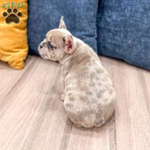 Oreo, French Bulldog Puppy