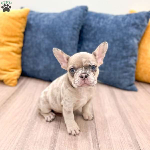 Oreo, French Bulldog Puppy