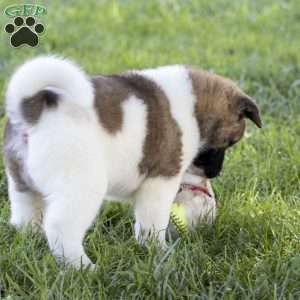 Kelly, Akita Puppy