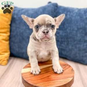 Oreo, French Bulldog Puppy