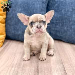 Oreo, French Bulldog Puppy