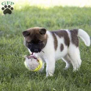 Kelly, Akita Puppy