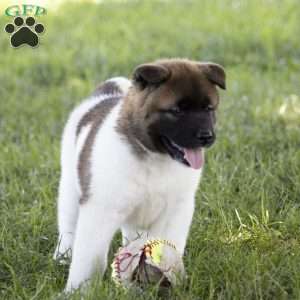 Kelly, Akita Puppy
