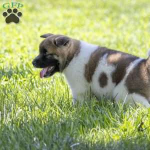 Kelly, Akita Puppy