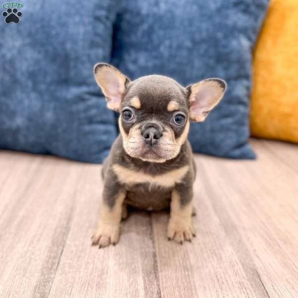 Gracie, French Bulldog Puppy