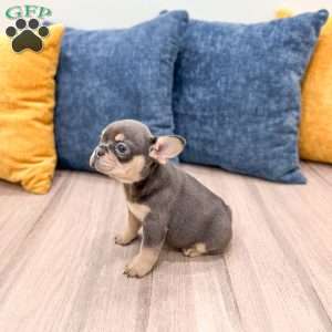 Gracie, French Bulldog Puppy