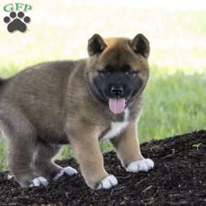 Keisha, Akita Puppy