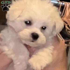 Tutie, Maltese Puppy