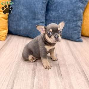 Gracie, French Bulldog Puppy