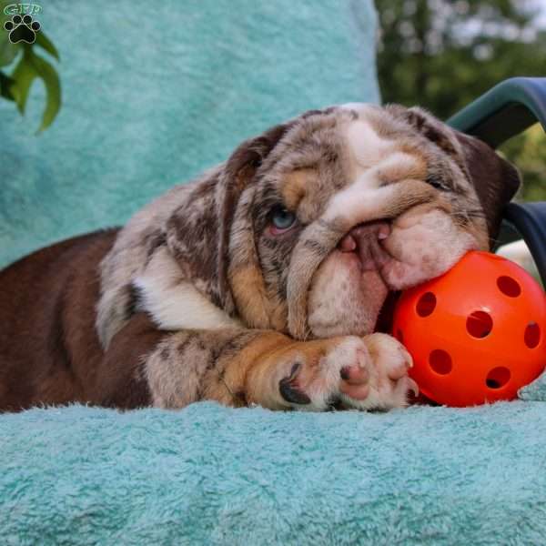 Leo, English Bulldog Puppy