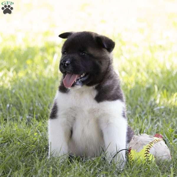 Kenji, Akita Puppy