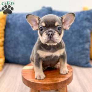 Gracie, French Bulldog Puppy