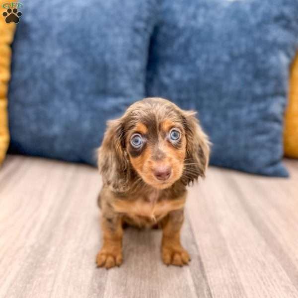 Dixie, Dachshund Puppy