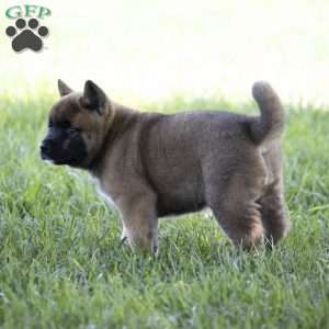 Keisha, Akita Puppy