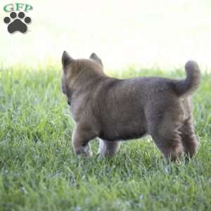 Keisha, Akita Puppy