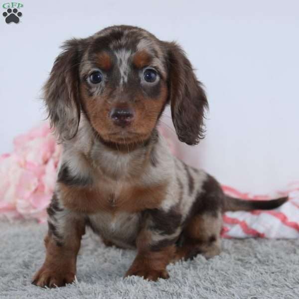 Vanessa, Dachshund Puppy