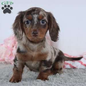 Vanessa, Dachshund Puppy