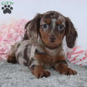 Vanessa, Dachshund Puppy
