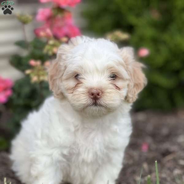 Timothy, Shih-Poo Puppy
