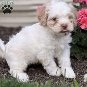 Timothy, Shih-Poo Puppy