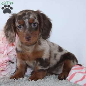 Vanessa, Dachshund Puppy