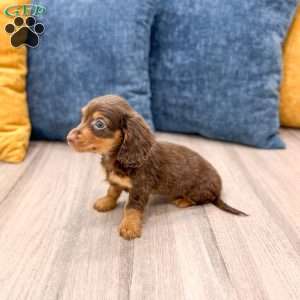 Cocoa, Dachshund Puppy