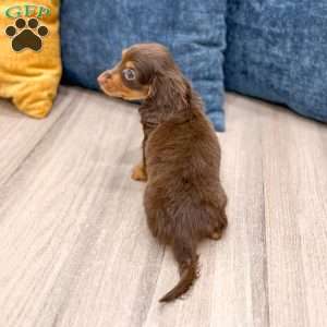 Cocoa, Dachshund Puppy