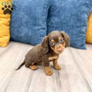 Cocoa, Dachshund Puppy