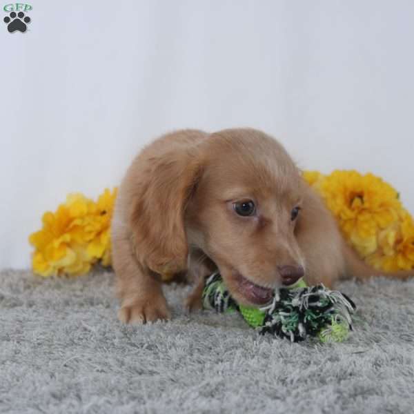 Zachary, Dachshund Puppy