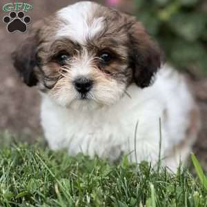Tess, Shih-Poo Puppy