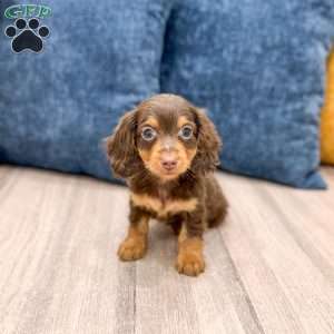 Cocoa, Dachshund Puppy