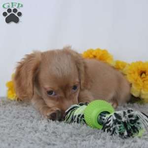 Zachary, Dachshund Puppy