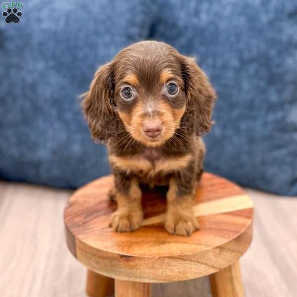 Cocoa, Dachshund Puppy