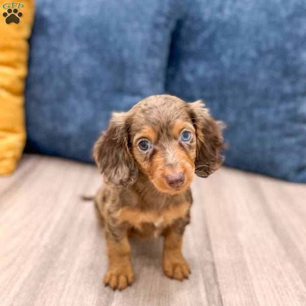 Daisy, Dachshund Puppy