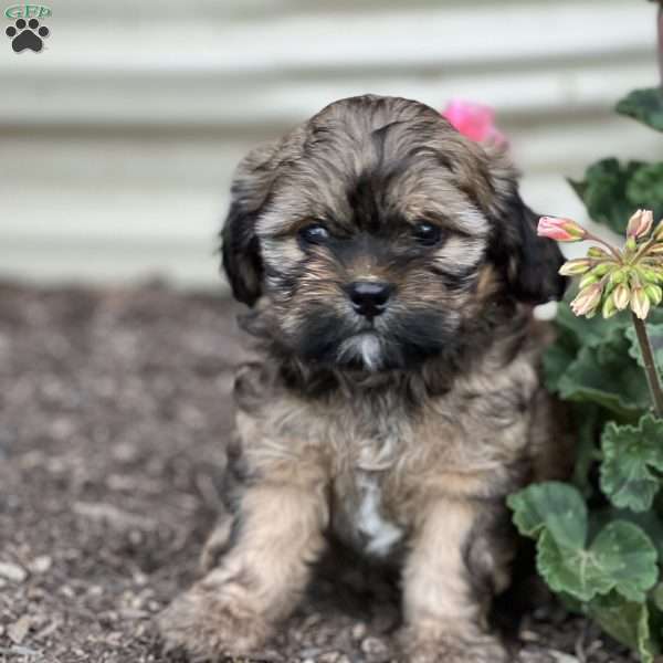 Trisha, Shih-Poo Puppy