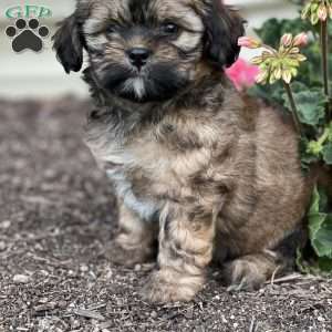 Trisha, Shih-Poo Puppy
