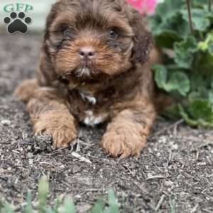Theo, Shih-Poo Puppy
