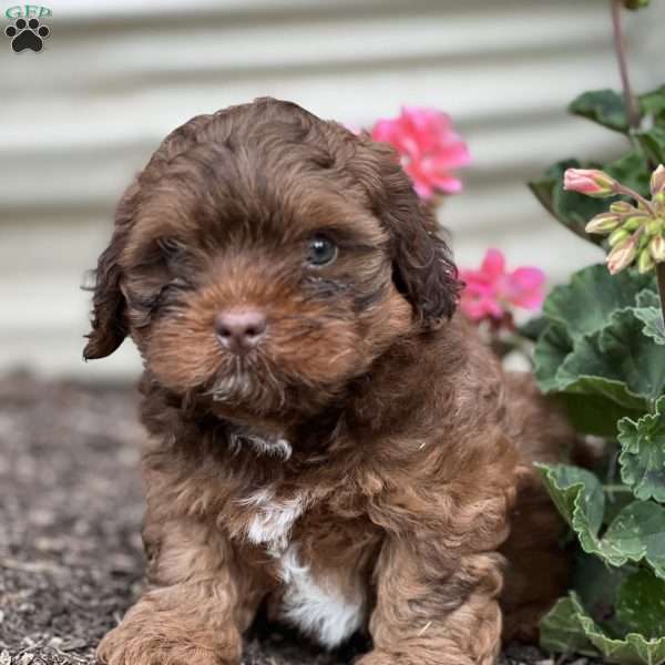 Theo, Shih-Poo Puppy