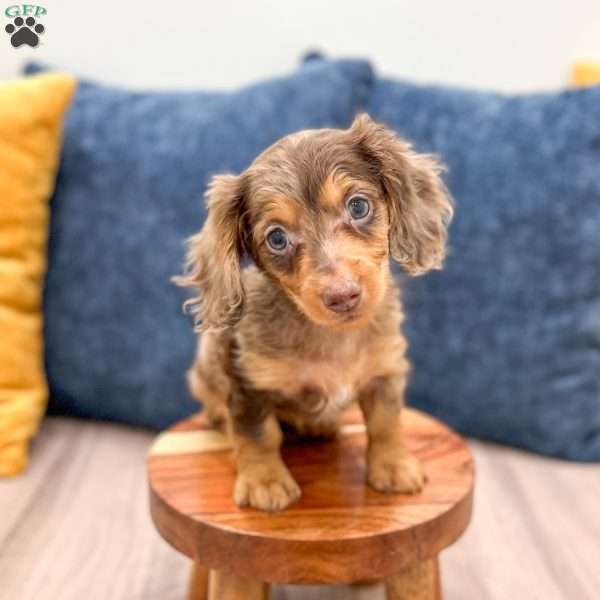 Misty, Dachshund Puppy