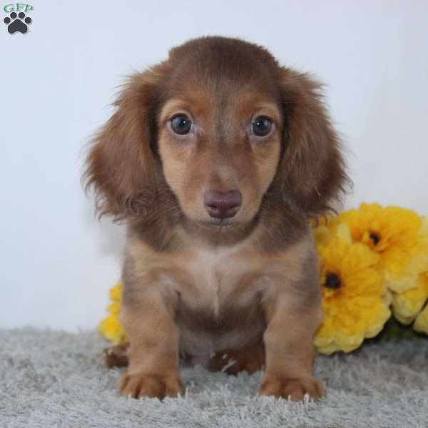 Zaden, Dachshund Puppy