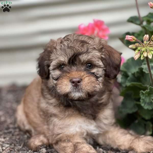 Treasure, Shih-Poo Puppy