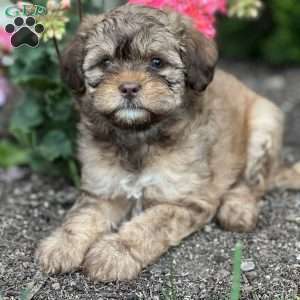 Treasure, Shih-Poo Puppy