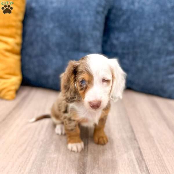 Holly, Dachshund Puppy