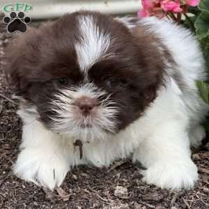 Tony, Shih Tzu Puppy