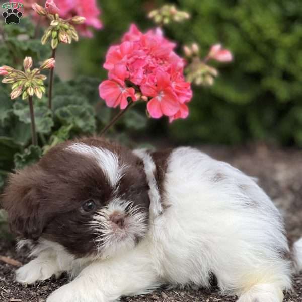 Tony, Shih Tzu Puppy