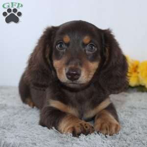Uriah, Dachshund Puppy
