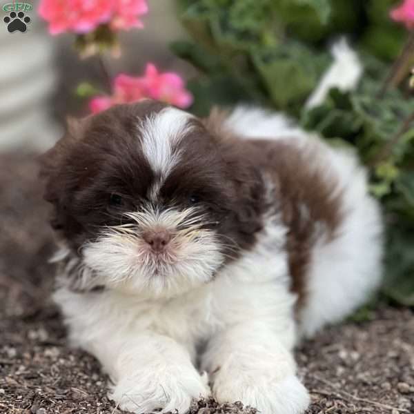 Thober, Shih Tzu Puppy