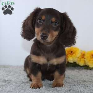 Uriah, Dachshund Puppy
