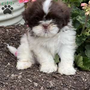 Thober, Shih Tzu Puppy